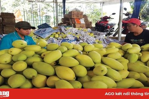 Hỗ trợ tìm đầu ra nông sản