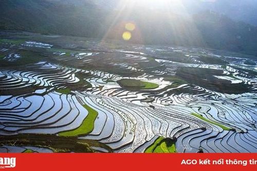 Ruộng bậc thang Sa Pa mùa nước đổ đẹp như tranh thủy mạc