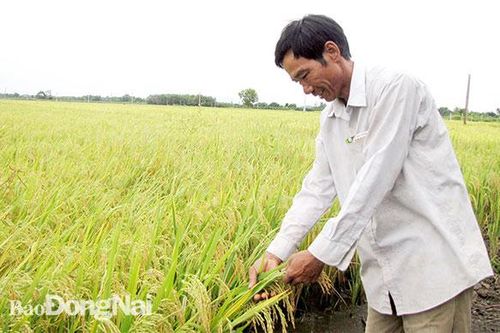 Sẽ chuyển đổi mục đích sử dụng hàng ngàn ha đất lúa