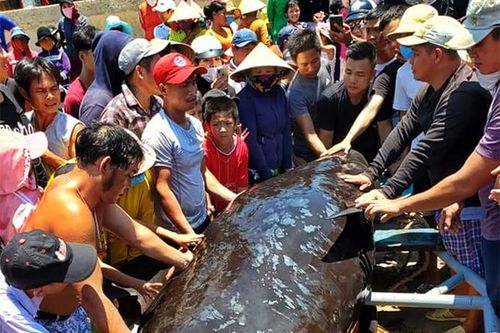An táng cá Ông nặng gần 1 tấn dạt vào bờ biển