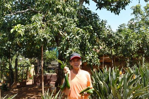 Bơ 034 kết trái ven đô Đà Lạt