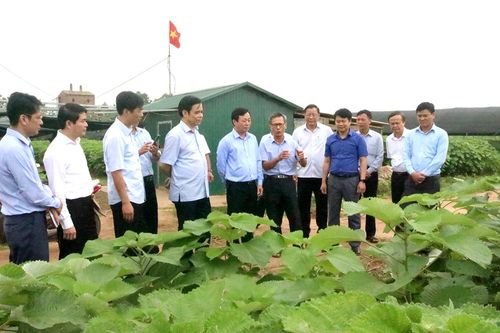 Chủ tịch UBND tỉnh kiểm tra tình hình sản xuất nông nghiệp