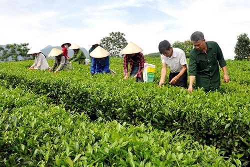 Hàm Yên đầu tư 'nâng chất' hợp tác xã