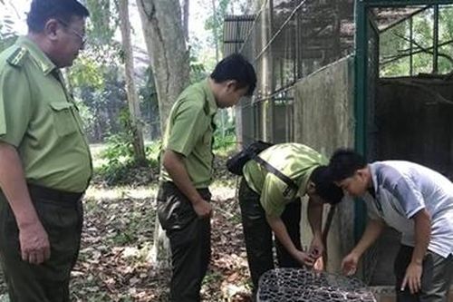 Bàn giao tê tê Java chạy lạc vào nhà dân