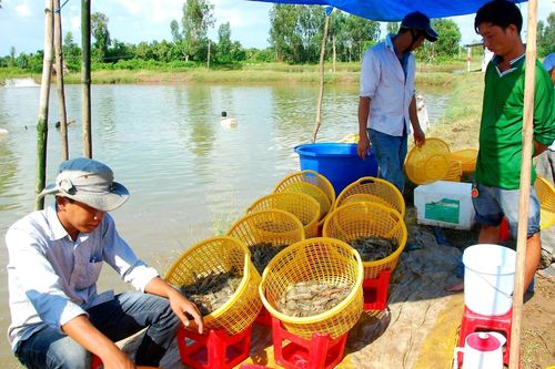 Tôm Việt Nam xuất khẩu sang trên 100 thị trường