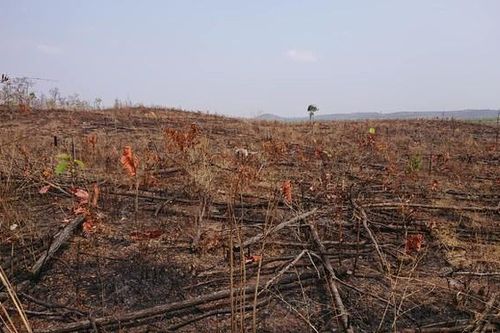 Công an điều tra 4 công ty lâm nghiệp để mất rừng quy mô lớn
