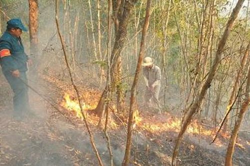 Miền Trung chủ động phòng, chống cháy rừng