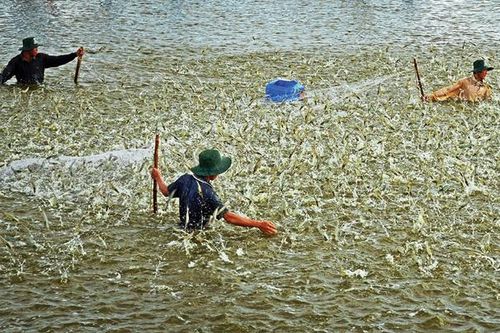 Ngành tôm vượt khó hướng tới mục tiêu 3,5 tỷ USD