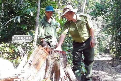 Điều tra các đối tượng ngang nhiên mở đường để phá rừng