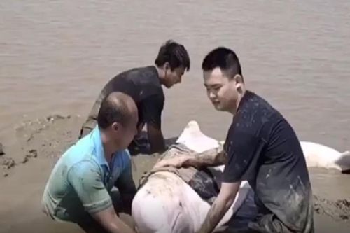 Cảnh sát giải cứu cá heo trắng bị mắc cạn
