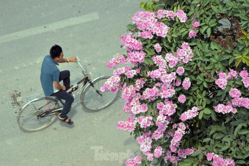 Hoa bằng lăng rực rỡ sắc tím khắp phố phường Hà Nội