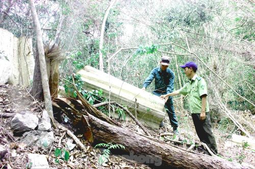 Tận thấy bức tử rừng giáp ranh Gia Lai - Đắk Lắk