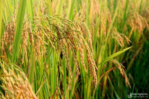 Hưng Nguyên sản xuất thành công nhiều giống lúa chất lượng cao