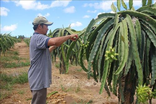 Cây héo khô vì thiếu nước, nông dân như 'ngồi trên đống lửa'