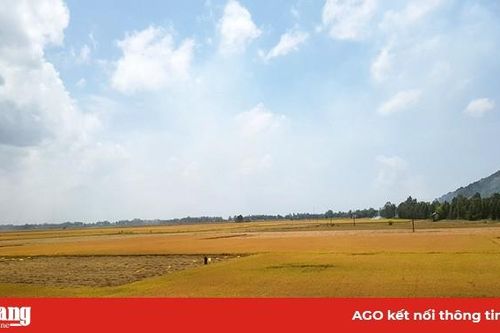 Tăng cường sử dụng các giống lúa chất lượng cao