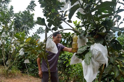 Chuyển đổi cơ cấu cây trồng theo hướng nâng cao giá trị sản phẩm