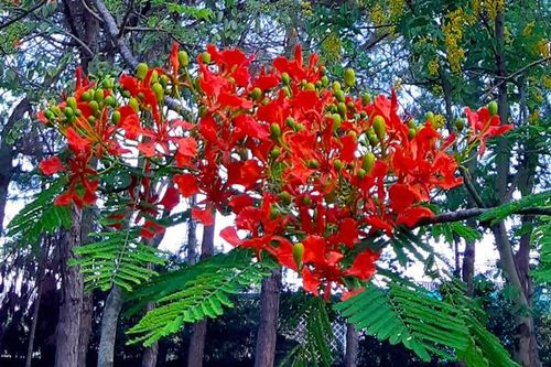 Hoài niệm tháng 5