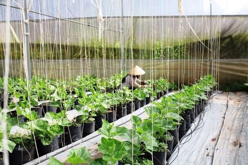 Đơn Dương: Hoạt động sản xuất nông nghiệp dần ổn định