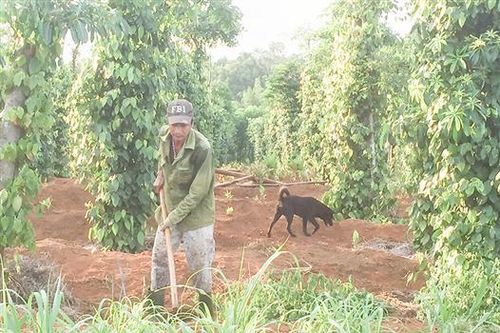 Xây dựng vườn tiêu an toàn dịch bệnh
