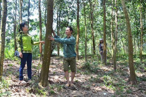 Rừng khai thác chậm do thiếu đầu ra