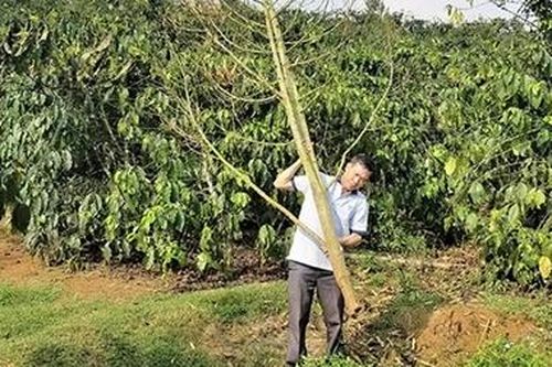 Lộ mặt kẻ đê hèn triệt hạ vườn cây quý