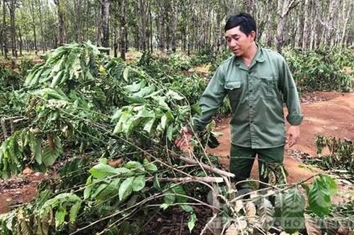 2.000 cây cà phê của làng bị kẻ gian chặt hạ trong đêm