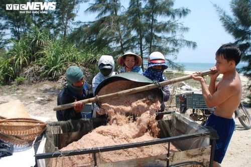 Ngư dân Quảng Nam bỏ túi bạc triệu mỗi ngày nhờ trúng đậm ruốc đỏ