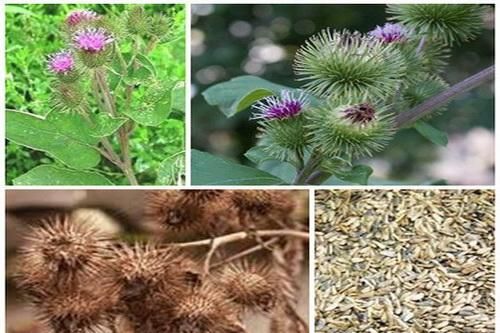 Bài thuốc điều trị bệnh nha chu