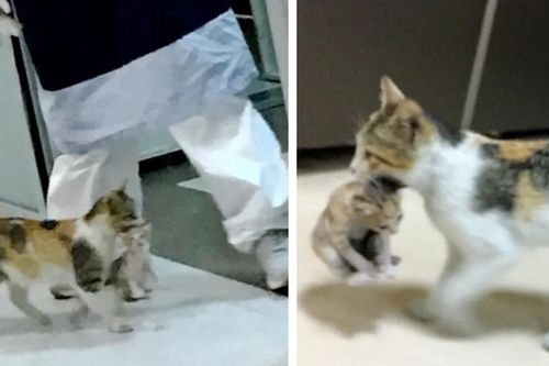 Xúc động khi thấy mèo mẹ đem con vào khu cấp cứu của bệnh viện nhờ giúp đỡ