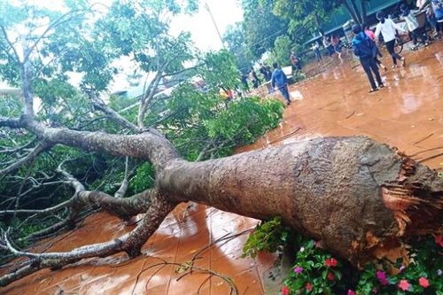 Mưa lớn, dông lốc gây thiệt hại nặng nề tại nhiều địa phương phía Bắc