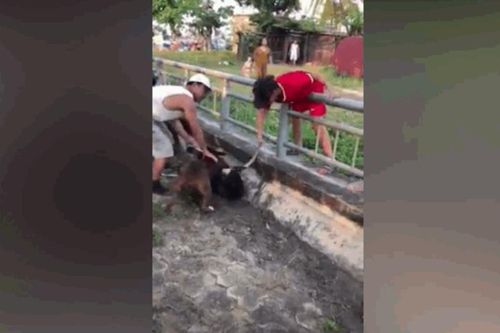 Kinh hoàng cảnh chó Pitbull lao vào cắn chết dê ở Nghệ An