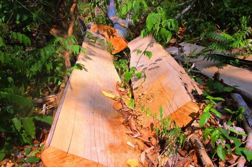 Bức tử rừng giáp ranh Gia Lai-Đắk Lắk: Điều tra, xử lý phá rừng Tây Nguyên