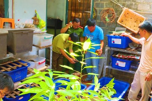 Đắk Lắk: Tạm giữ 127 cá thể rùa chưa rõ nguồn gốc