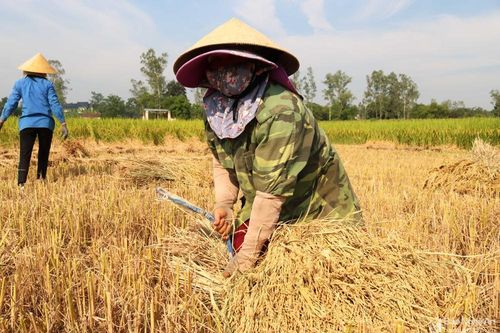 Nông dân Nghệ An thu hoạch lúa trong nắng nóng gay gắt