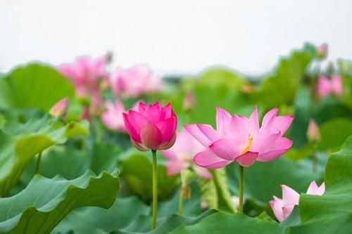 Giải mã nguyên nhân hoa sen trở thành biểu tượng của nhà Phật