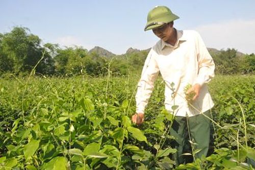 'Rau sắng chùa Hương' trên đất Nho Quan