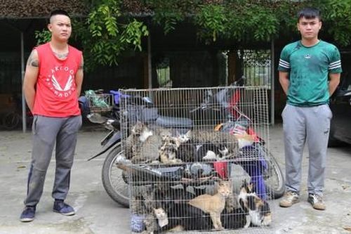 Hai miu tặc bắt trộm gần 100 kg mèo chỉ trong một đêm