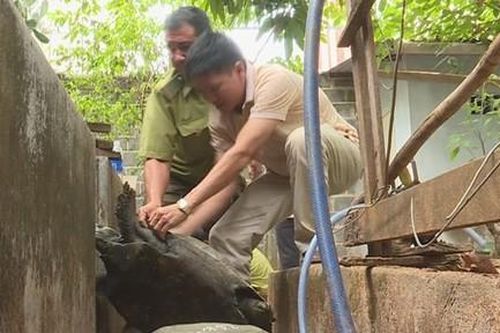 Phát hiện một hộ nuôi 127 cá thể rùa, con lớn nhất nặng 32kg