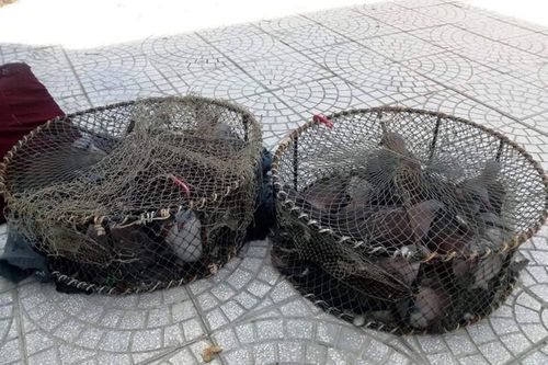 Thả hàng chục cá thể chim Gầm Ghì lưng nâu săn bẫy trái phép về môi trường tự nhiên