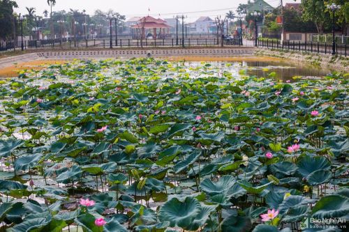Chiêm ngưỡng những đầm sen nở rộ ở quê Bác