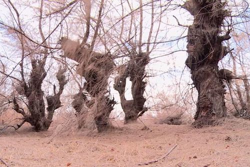 Nhiều diện tích rừng phòng hộ ven biển ở Sóc Trăng chết khô do thiếu nước
