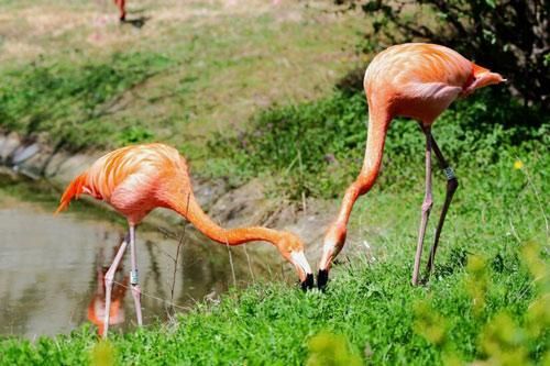 Sự thật về quy tắc kết đôi 'sống chết có nhau' của chim hồng hạc