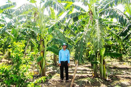 Cam Lâm: Ứng dụng khoa học công nghệ vào sản xuất nông nghiệp