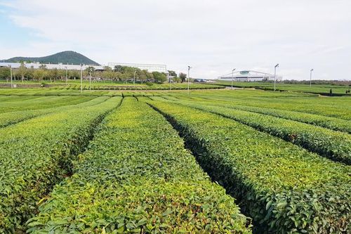 Từ thiên đường chè xanh JeJu