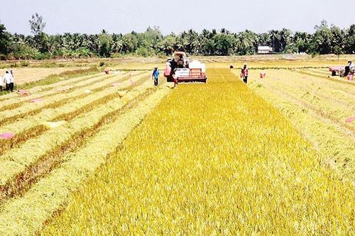 Thống nhất điều chỉnh kế hoạch sản xuất vụ mùa, vụ đông năm 2020