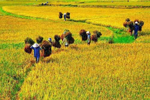 Tháng 5 rồi, lúa đã nặng bông?