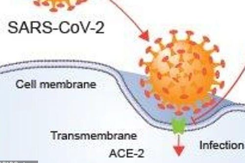 Dịch Covid-19: Phát hiện enzyme 'đưa lối dẫn đường' SARS-CoV-2 xâm nhập tế bào