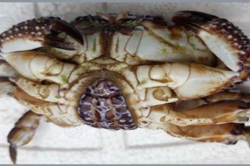 Cứu sống người đàn ông nguy kịch do ngộ độc cua lạ