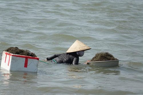 Dầm mình vớt lộc biển trên đầm Nước Mặn