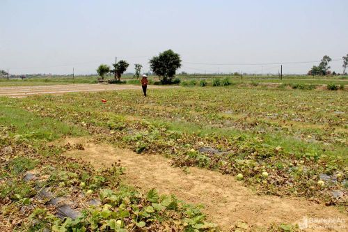 Nông dân Nghệ An 'thua' nặng vụ dưa lê